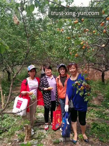 杏运娱乐账号注册怎么样？5个关键维度解析平台核心优势