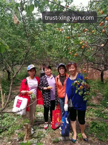 如何找到最适合你的杏运娱乐在线注册平台？